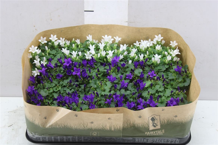 <h4>Campanula Gemengd Mini</h4>