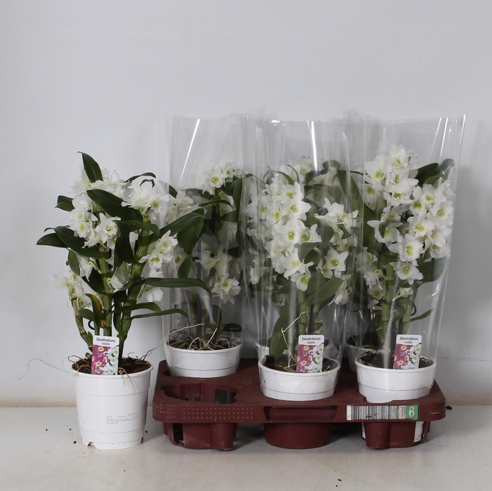 <h4>DEND NOBILE</h4>