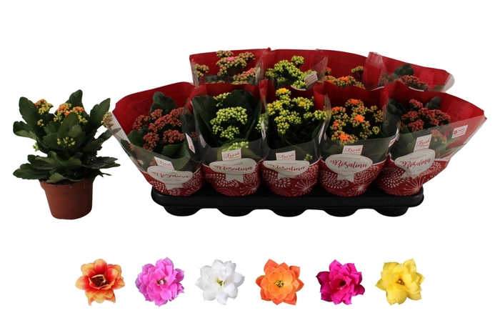 <h4>KAL GE RO GEM 6 KL</h4>