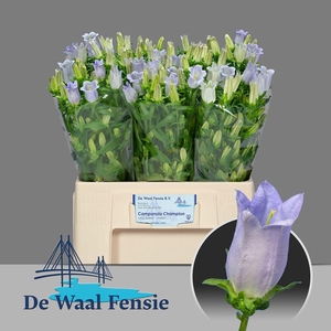 Camp M Champion Lave