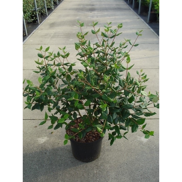 <h4>Viburnum burkwoodii C12 80-100</h4>