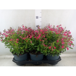 Salvia greggii 'Mirage Soft Pink'