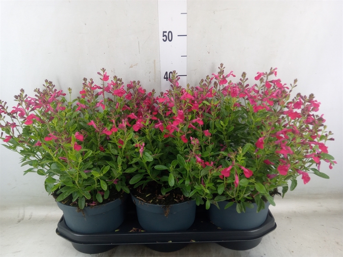 <h4>Salvia greggii 'Mirage Soft Pink'</h4>