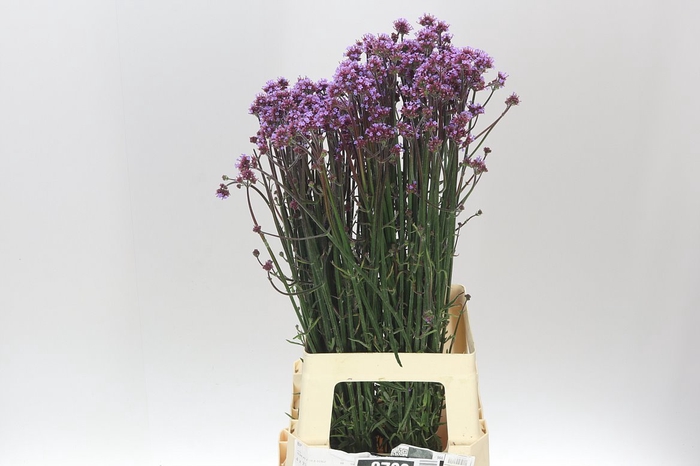 <h4>Verbena Has Pink Spires</h4>