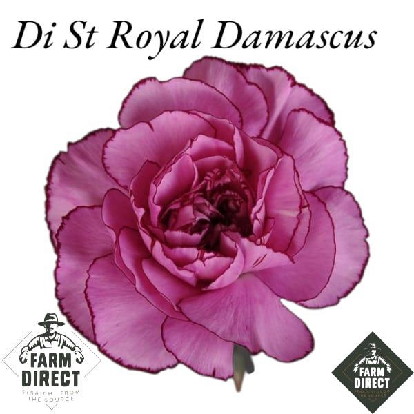 DI ST ROYAL DAMASCUS