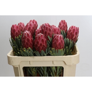 Protea Venus
