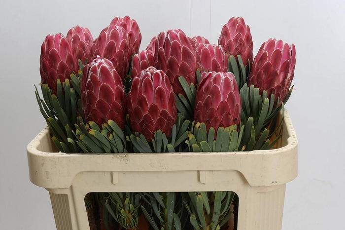 <h4>Protea Venus</h4>