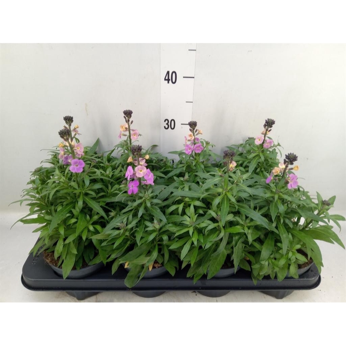 <h4>Erysimum  'Leya Purple Glow'</h4>