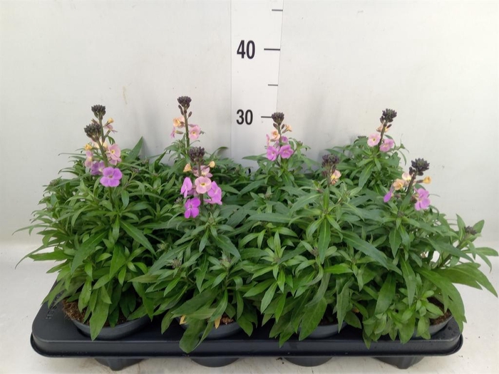 Erysimum  'Leya Purple Glow'