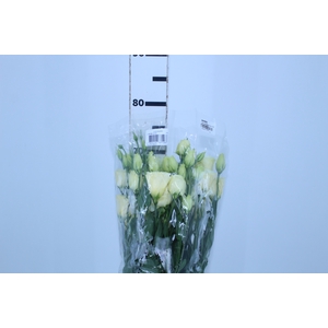 LISIANTHUS ARENA GOLD 070 CM MIN 500 GRAMAS AMARELO