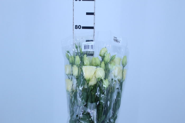 LISIANTHUS ARENA GOLD 070 CM MIN 500 GRAMAS AMARELO
