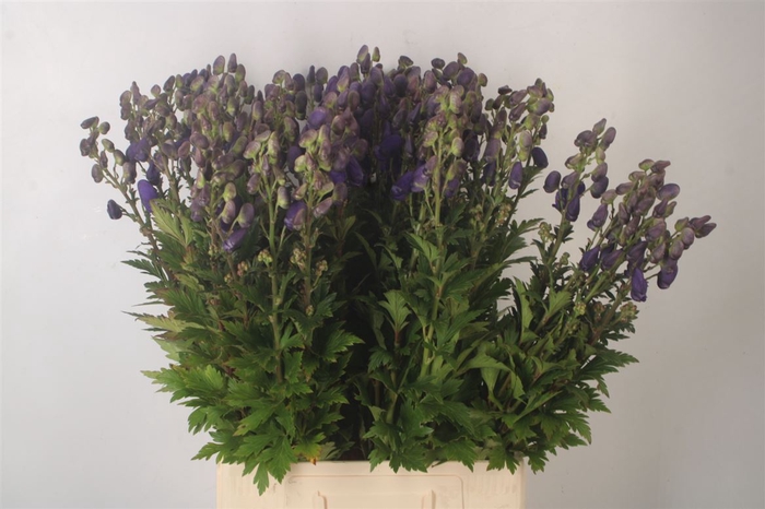 <h4>Aconitum Arendsii</h4>