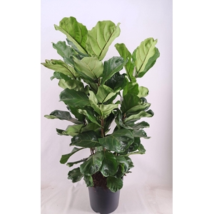 Ficus Lyrata pot 38 4-Toef