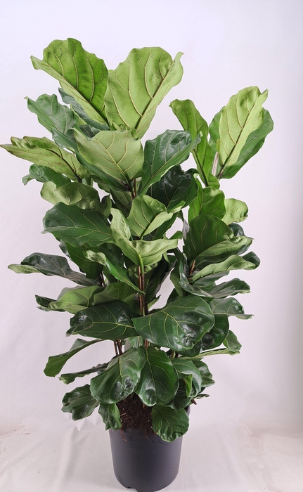 <h4>Ficus Lyrata pot 38 4-Toef</h4>