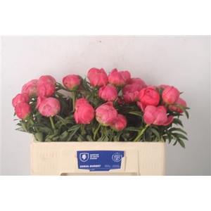 Paeo L Coral Sunset 2-4
