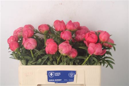 <h4>Paeo L Coral Sunset 2-4</h4>