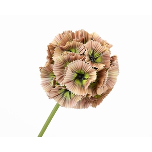 Scabiosa Pink Light