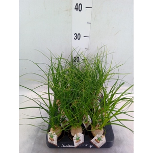 Beaucarnea recurvata