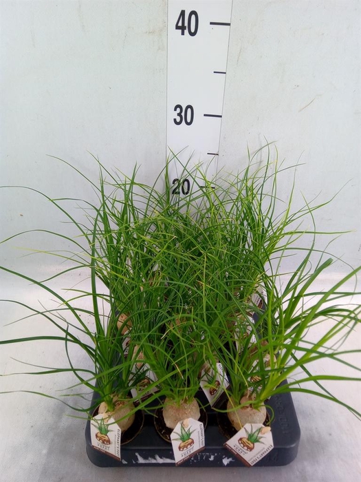 <h4>Beaucarnea recurvata</h4>