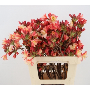 RHODODENDRON