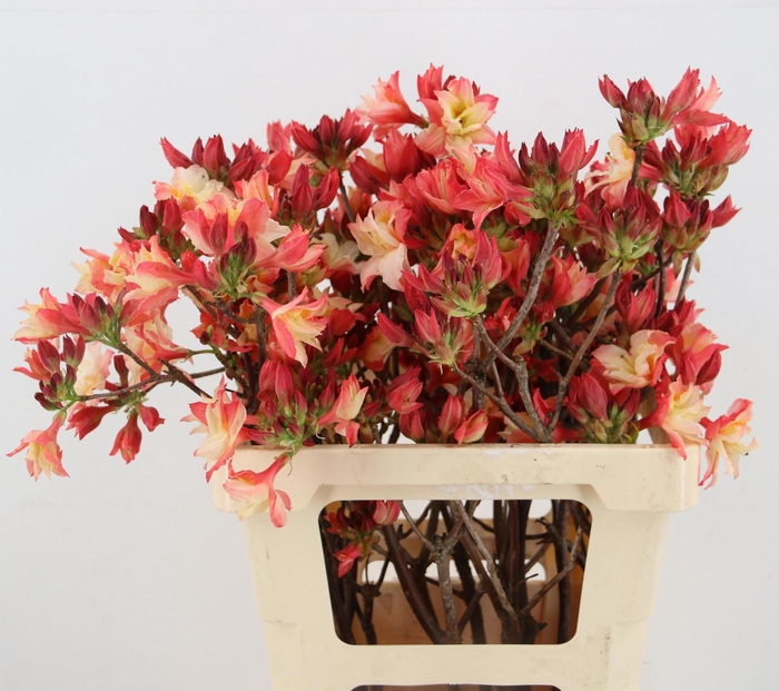 <h4>RHODODENDRON</h4>