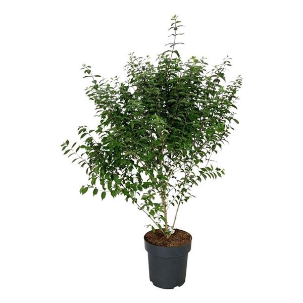 <h4>Callicarpa dichotoma 'Issai'</h4>