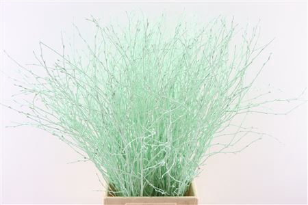 Berk 70cm Mint Green Bunch