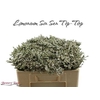 Lim Sin Sen Tip Top