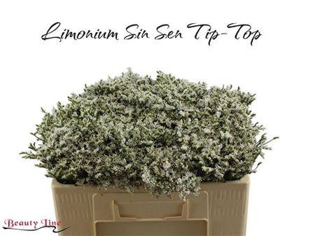 Lim Sin Sen Tip Top