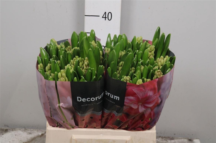 <h4>Hyac Pink Surprise</h4>