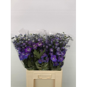 Delph Du Guard Blue