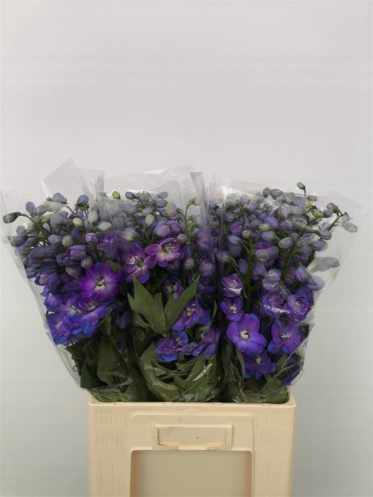 <h4>Delph Du Guard Blue</h4>