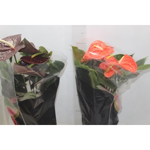 ANTHURIUM VARIADO P17 PREMIUM