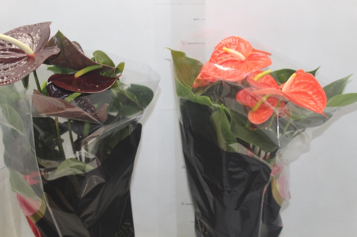 <h4>ANTHURIUM VARIADO P17 PREMIUM</h4>