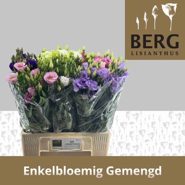 <h4>EUS E GEM IN FUST</h4>