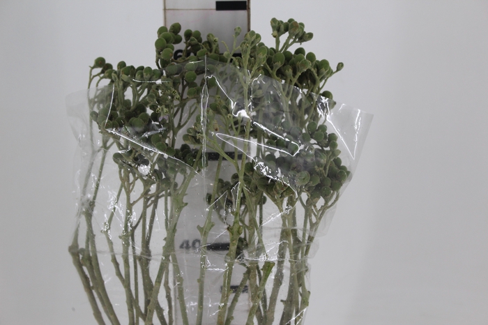 <h4>SEMENTE DE JURUBEBA</h4>