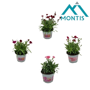 Dianthus 'Love' Mixlaag 10,5 cm