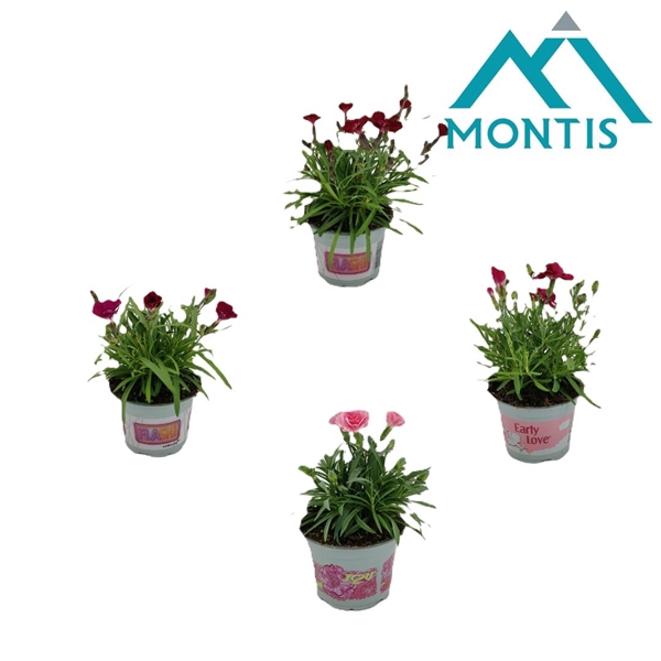 <h4>Dianthus 'Love' Mixlaag 10,5 cm</h4>