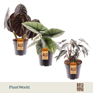 Alocasia gemengd