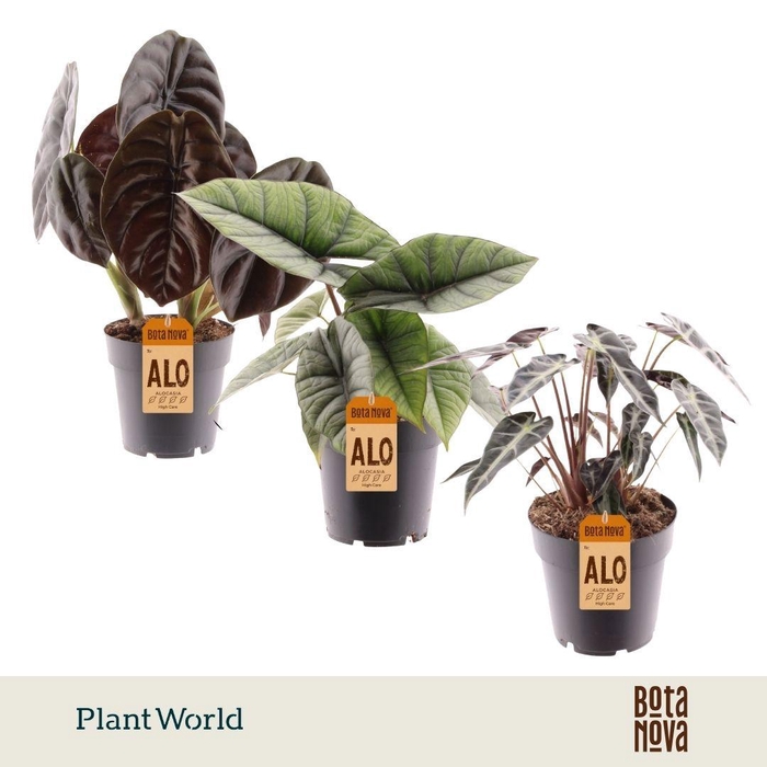 <h4>Alocasia gemengd</h4>