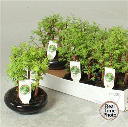 <h4>Bonsai Ov</h4>