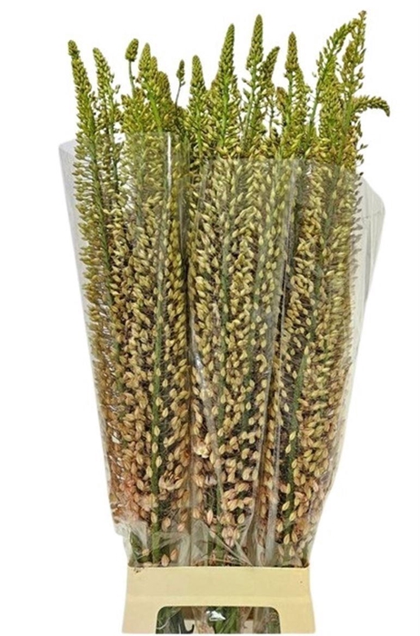 <h4>EREMURUS SHELFORD PINK STAR</h4>