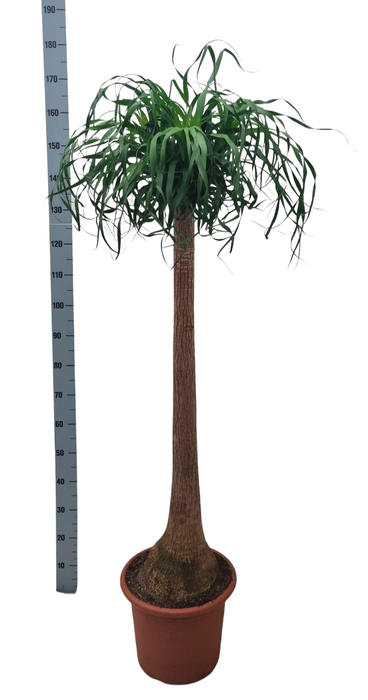 <h4>Beaucarnea 40 cm recht</h4>