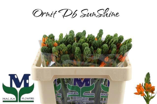 <h4>Ornit Db Sunshine</h4>