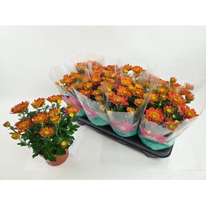 CHRYS ARTISTI POMONA