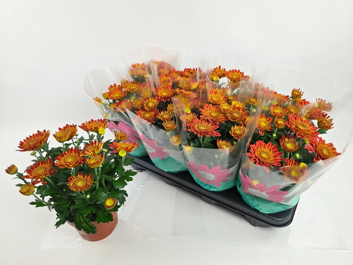 <h4>CHRYS ARTISTI POMONA</h4>