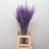 Calamagrostis Brachy Milka