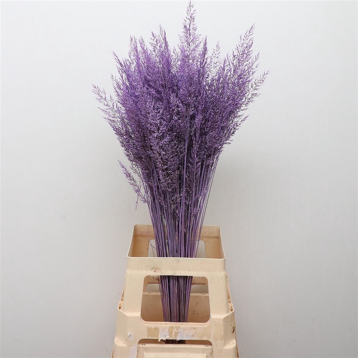 <h4>Calamagrostis Brachy Milka</h4>