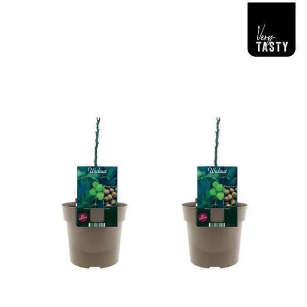 <h4>Juglans Regia</h4>