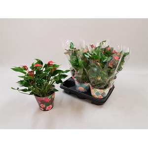 Anthurium Trillions Red 14Ø 50cm 6fl